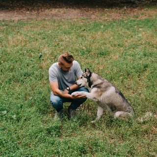 Free Wolf Images | Picsart